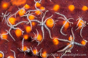 Minute starfish (sea star) living on larger starfish, Sea of Cortez, Mexico, Isla San Diego, Baja California