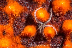 Minute starfish (sea star) living on larger starfish, Sea of Cortez, Mexico, Isla San Diego, Baja California