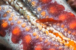 Tiny shrimp living on Starfish, Sea of Cortez, Isla San Diego, Baja California, Mexico