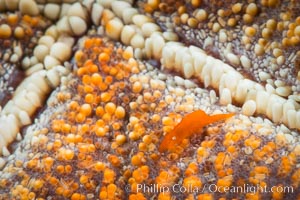 Tiny shrimp living on Starfish, Sea of Cortez, Isla San Diego, Baja California, Mexico