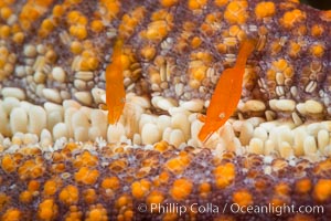 Tiny shrimp living on Starfish, Sea of Cortez, Isla San Diego, Baja California, Mexico