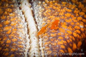 Tiny shrimp living on Starfish, Sea of Cortez, Isla San Diego, Baja California, Mexico