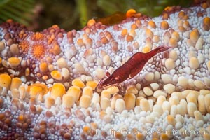 Tiny shrimp living on Starfish, Sea of Cortez, Isla San Diego, Baja California, Mexico