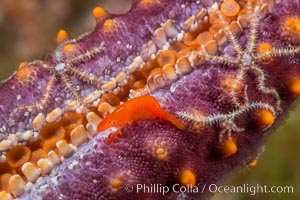 Tiny shrimp living on Starfish, Sea of Cortez, Isla San Diego, Baja California, Mexico