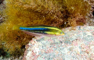 Terminal phase of Halichoeres insularis, Halichoeres insularis, Guadalupe Island (Isla Guadalupe)