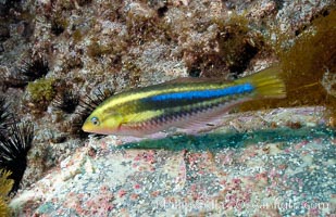 Terminal phase of Halichoeres insularis, Halichoeres insularis, Guadalupe Island (Isla Guadalupe)