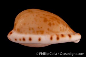 Toothless Cape Cowrie, Cypraea edentula