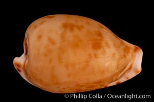 Toothless Cape Cowrie., Cypraea edentula, natural history stock photograph, photo id 08096