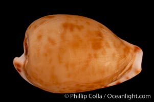 Toothless Cape Cowrie, Cypraea edentula