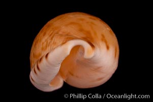 Toothless Cape Cowrie, Cypraea edentula