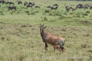 Topi, Damaliscus korrigum, Maasai Mara National Reserve