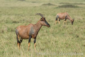 Topi, Damaliscus korrigum, Maasai Mara National Reserve