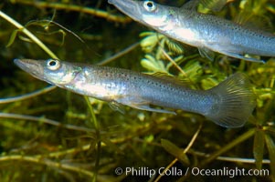 Topminnow, a freshwater fish native to central America, Belonesox belizanus