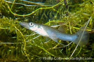 Topminnow, a freshwater fish native to central America, Belonesox belizanus