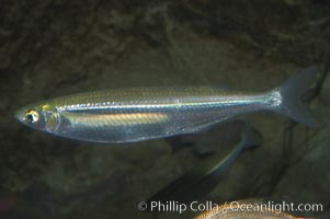 Topsmelt silverside, Atherinops affinis