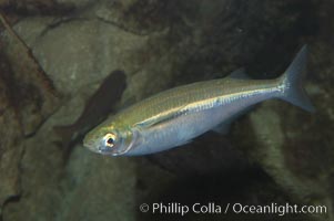 Topsmelt silverside, Atherinops affinis