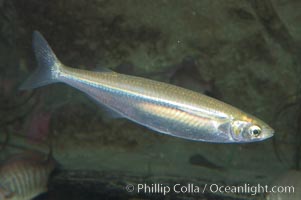 Topsmelt silverside, Atherinops affinis