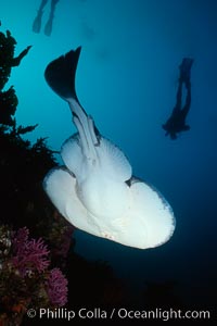 Pacific torpedo ray, Farnsworth Banks.