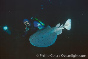 Pacific torpedo ray, Farnsworth Banks, Tetronarce californica, Torpedo californica, Santa Rosa Island