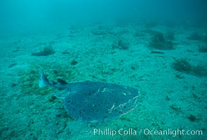 Pacific torpedo ray over sand, Catalina, Tetronarce californica, Torpedo californica, Catalina Island