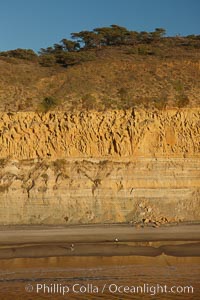 Torrey Pines seacliffs, rising up to 300 feet above the ocean, stretch from Del Mar to La Jolla.  On the mesa atop the bluffs are found Torrey pine trees, one of the rare species of pines in the world, Torrey Pines State Reserve, San Diego, California