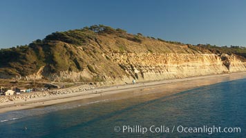 Torrey Pines seacliffs, rising up to 300 feet above the ocean, stretch from Del Mar to La Jolla.  On the mesa atop the bluffs are found Torrey pine trees, one of the rare species of pines in the world, Torrey Pines State Reserve, San Diego, California