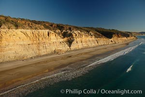 Torrey Pines seacliffs, rising up to 300 feet above the ocean, stretch from Del Mar to La Jolla.  On the mesa atop the bluffs are found Torrey pine trees, one of the rare species of pines in the world, Torrey Pines State Reserve, San Diego, California