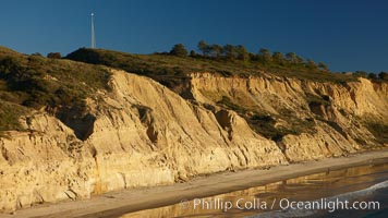 Torrey Pines seacliffs, rising up to 300 feet above the ocean, stretch from Del Mar to La Jolla.  On the mesa atop the bluffs are found Torrey pine trees, one of the rare species of pines in the world, Torrey Pines State Reserve, San Diego, California