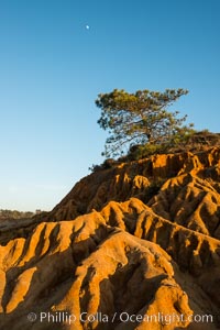 Full moon, Torrey Pine and eroded sandstone. The Torrey Pine is the rarest native pine tree in the United States, is native to the coastal chaparral of San Diego County. A subspecies of the Torrey Pine is found in a small grove on Santa Rosa island, one of Californias Channel Islands.