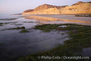 Eel grass sways in an incoming tide, with the sandstone cliffs of Torrey Pines State Reserve in the distance, San Diego, California