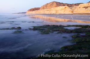 Eel grass sways in an incoming tide, with the sandstone cliffs of Torrey Pines State Reserve in the distance, San Diego, California