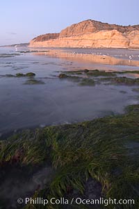 Eel grass sways in an incoming tide, with the sandstone cliffs of Torrey Pines State Reserve in the distance, San Diego, California