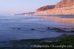 Eel grass sways in an incoming tide, with the sandstone cliffs of Torrey Pines State Reserve in the distance, San Diego, California