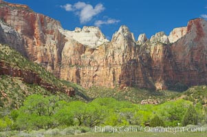 Towers of the Virgin, cottonwood trees. Spring, Zion National Park, Utah