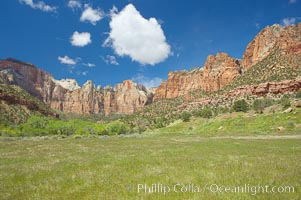 Towers of the Virgin, cottonwood trees. Spring, Zion National Park, Utah