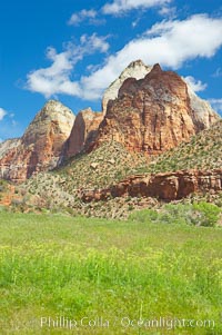 Towers of the Virgin, cottonwood trees. Spring, Zion National Park, Utah