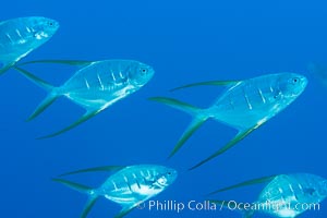 Trachinotus rhodopus Gafftopsail pompano, Isla San Diego, Sea of Cortez