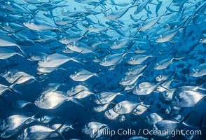 Steel pompano, Trachinotus stilbe, Isla Enderby