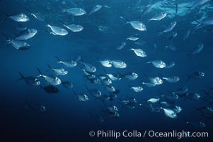 Steel pompano, Trachinotus stilbe