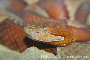 Trans-Pecos copperhead snake.  The Trans-Pecos copperhead is a pit viper found in the Chihuahuan desert of west Texas.  It is found near streams and rivers, wooded areas, logs and woodpiles, Agkistrodon contortrix pictigaster