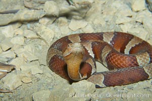 Trans-Pecos copperhead snake.  The Trans-Pecos copperhead is a pit viper found in the Chihuahuan desert of west Texas.  It is found near streams and rivers, wooded areas, logs and woodpiles, Agkistrodon contortrix pictigaster