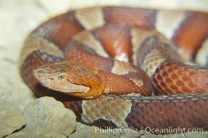 Trans-Pecos copperhead snake.  The Trans-Pecos copperhead is a pit viper found in the Chihuahuan desert of west Texas.  It is found near streams and rivers, wooded areas, logs and woodpiles, Agkistrodon contortrix pictigaster