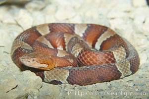 Trans-Pecos copperhead snake.  The Trans-Pecos copperhead is a pit viper found in the Chihuahuan desert of west Texas.  It is found near streams and rivers, wooded areas, logs and woodpiles, Agkistrodon contortrix pictigaster