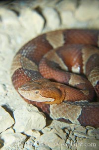 Trans-Pecos copperhead snake.  The Trans-Pecos copperhead is a pit viper found in the Chihuahuan desert of west Texas.  It is found near streams and rivers, wooded areas, logs and woodpiles, Agkistrodon contortrix pictigaster