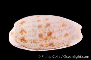 Translucent Tapering Cowrie, Cypraea pellucens