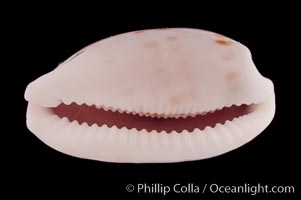 Translucent Tapering Cowrie, Cypraea pellucens