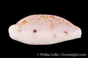 Translucent Tapering Cowrie, Cypraea pellucens