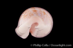 Translucent Tapering Cowrie, Cypraea pellucens