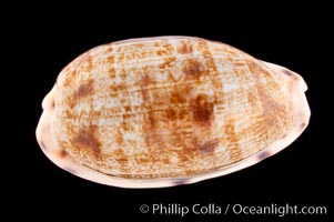 Translucent Tapering Cowrie, Cypraea pellucens