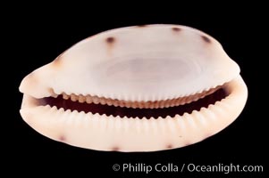 Translucent Tapering Cowrie, Cypraea pellucens